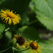 DSC5505