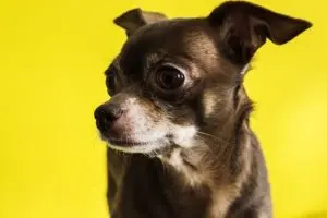 Natural Remedies for Canine Arthritis