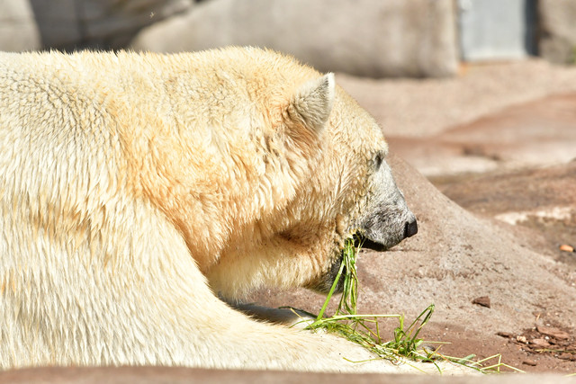 Polar bear at Copenhagen Zoo