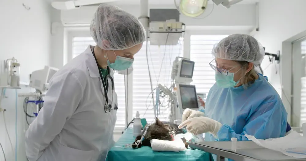 Cat Bladder Stone Surgery: Costs and Recovery