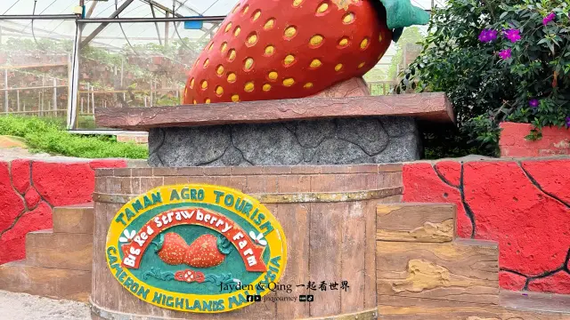 Big Red Strawberry Farm4.webp