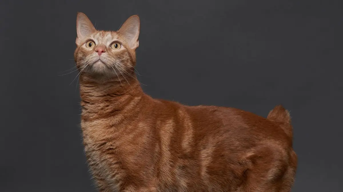Fluffy American Bobtails: Natural Therapy Cats