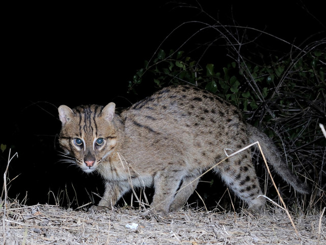 prionailurus-viverrinus.jpg