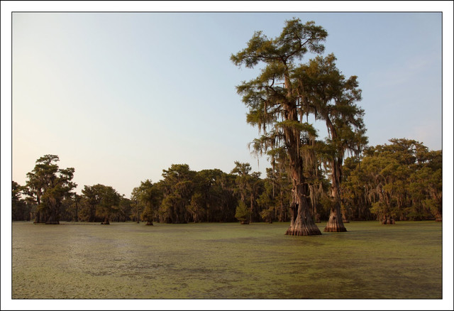 Caddo-Lake-1014.jpg