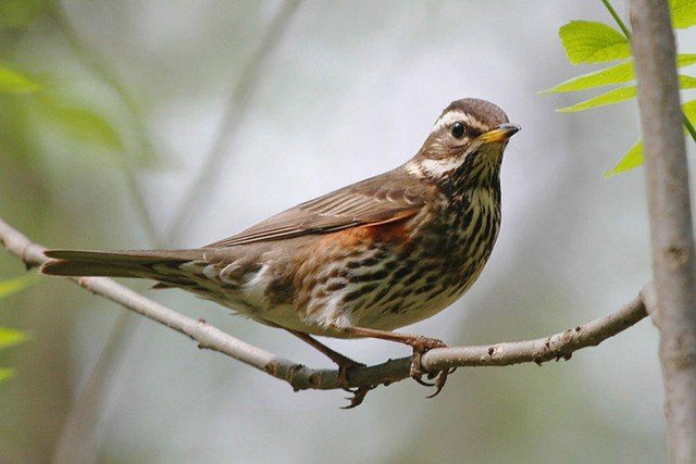 foto-2040-1