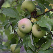 DSC-0160