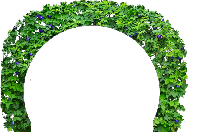 transparent-23.png