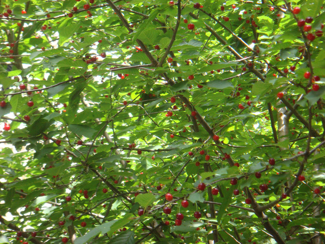 DSC07089