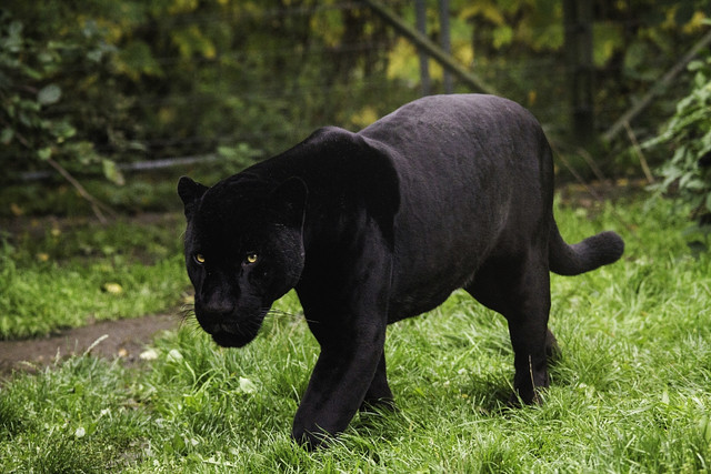 pantera