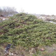 065a-Juniper