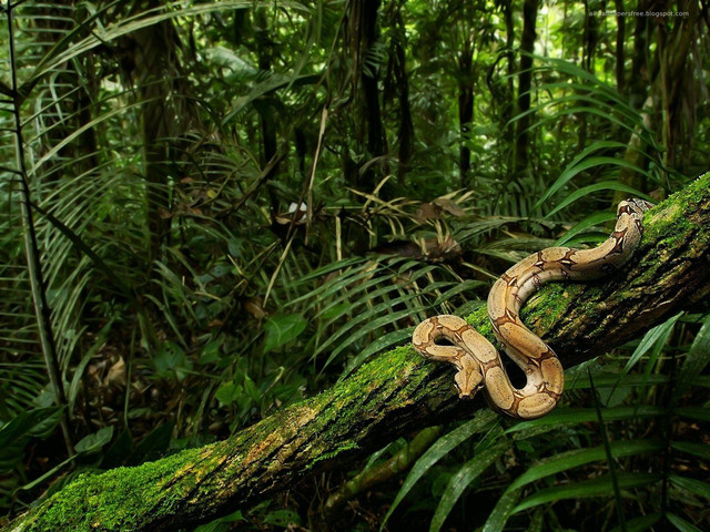 wp4571913-amazon-forest-wallpapers