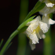 DSCF0791