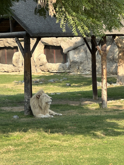 IMG-3741