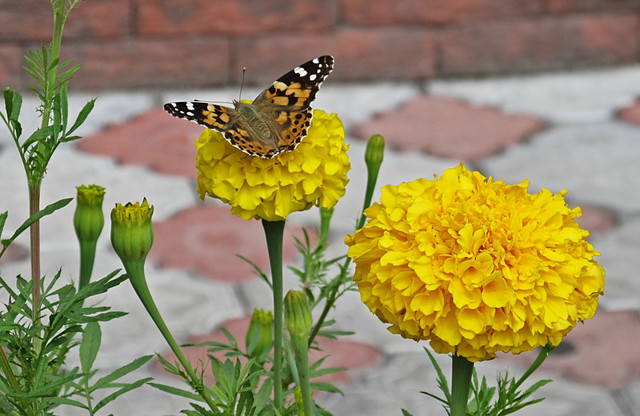 IMG-7428-5