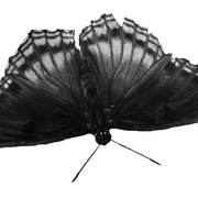 papillon1