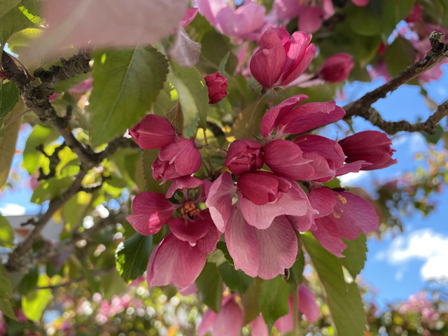 50-DBA1-BB-CB93-4335-9-F52-A5-BD4697519-