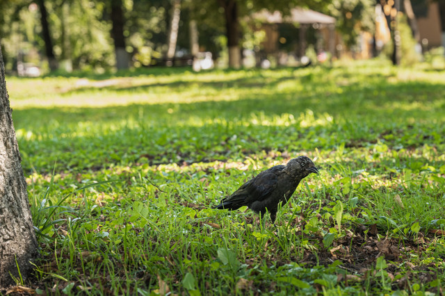 A7300187.jpg