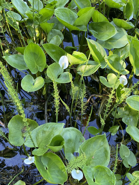 F1-D85779-3-CB0-46-EB-A25-C-B5-CDE81975-