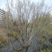 DSC-0071