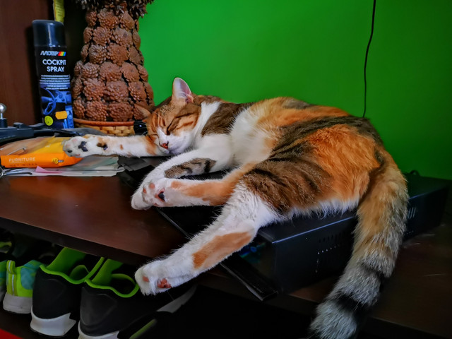 bsh