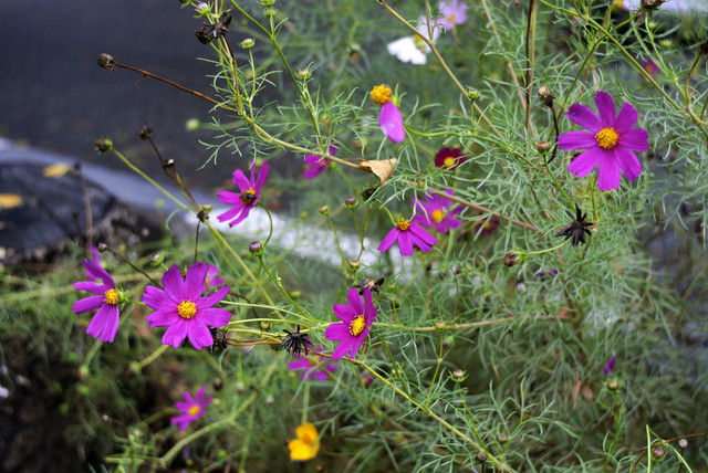 DSC7040.jpg