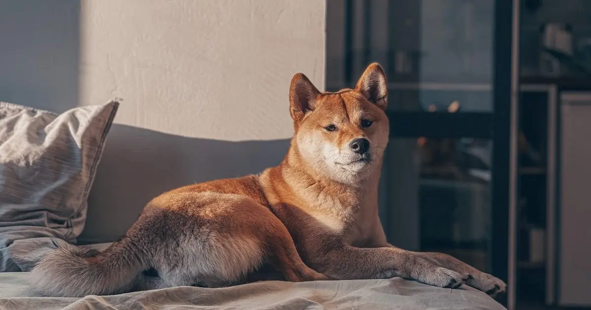 Seven Dog Breeds Known for Their Protective Nature