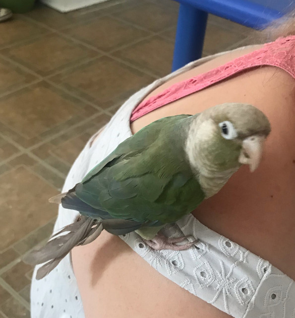 conure2