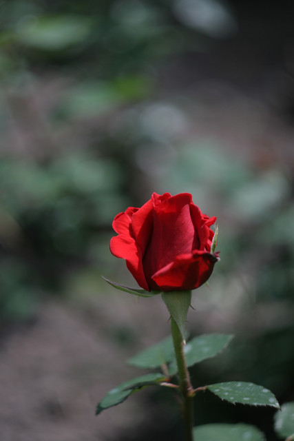 IMG 7968.jpg