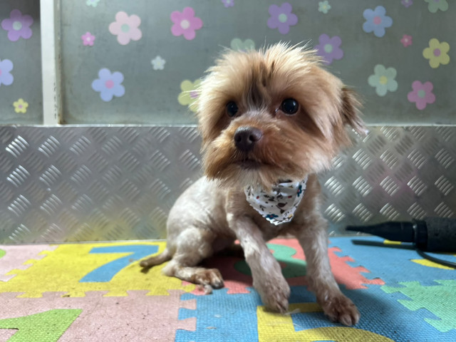 Amie the young female Yorkshire Terrier rescue sitting indoors wearing a bandana in Kempton Park Gauteng