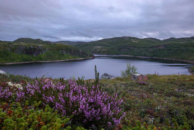 IMG 8001.jpg