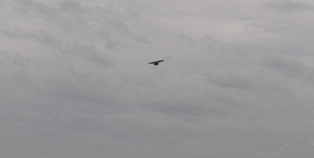 IMG-5256.jpg