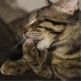 Polydactyl Cats: Understanding Their Unique Paw Structure