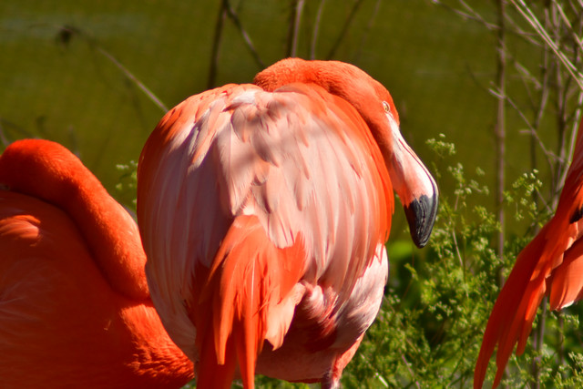 Flamingo preening its pink and reddish feathers