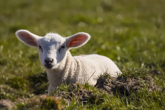 sommerland passover 5064308
