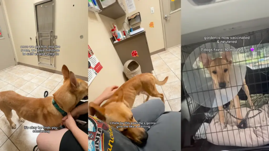 Neglected Dog Waits for Forever Home