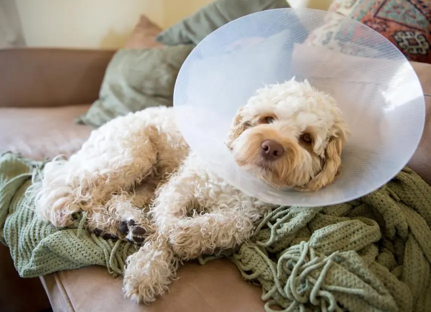 Safe Pain Relief Options for Canine Companions