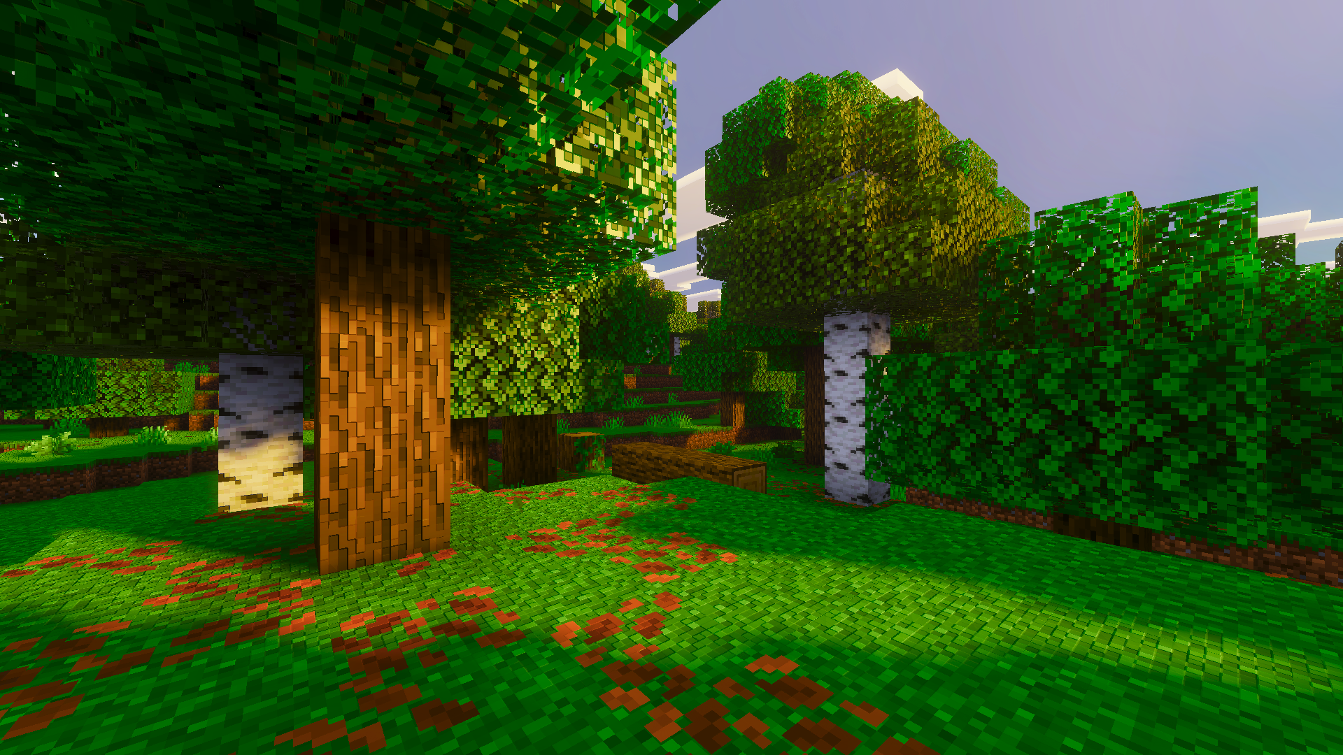 Birch Forest Floor