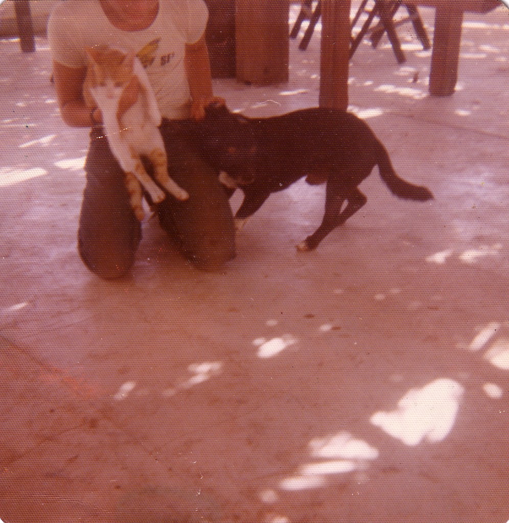 animales-043