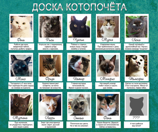 Cats
