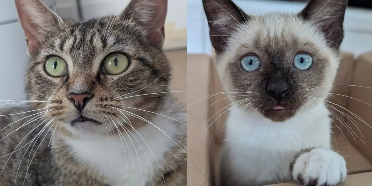 Mama Cat's Devotion Saves Last Kitten
