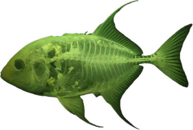 peixe