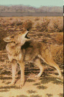 wolf 46