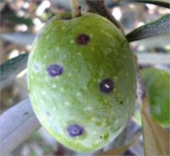 Olive infected by Parlatoria oleae Scale Violet mealybug or Parlatoria oleae on olive, olive with violet scale