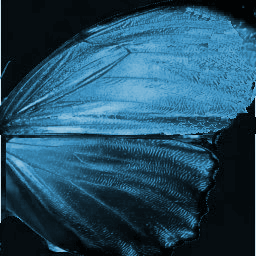butterfly-0021.png