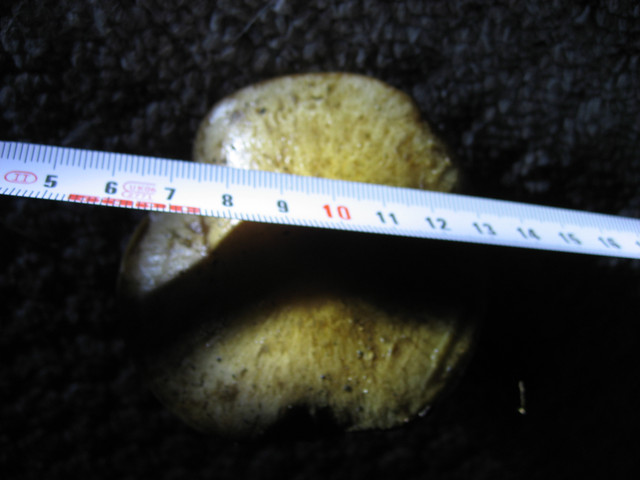 IMG-7532