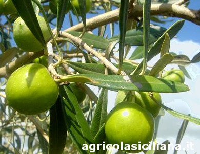 Nocellara del Belice large olives Olive tree with large olives Nocellara del Belice