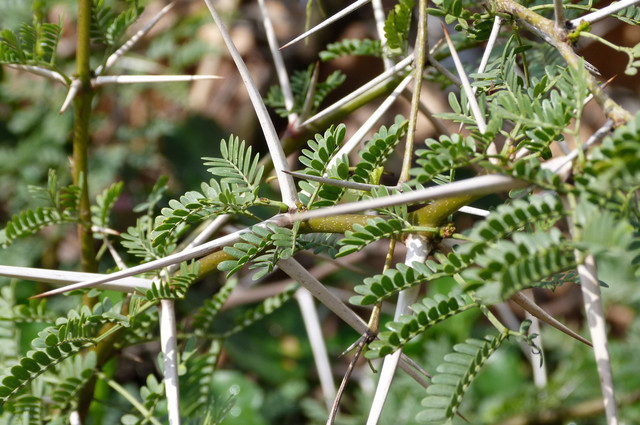 Acacia.jpg