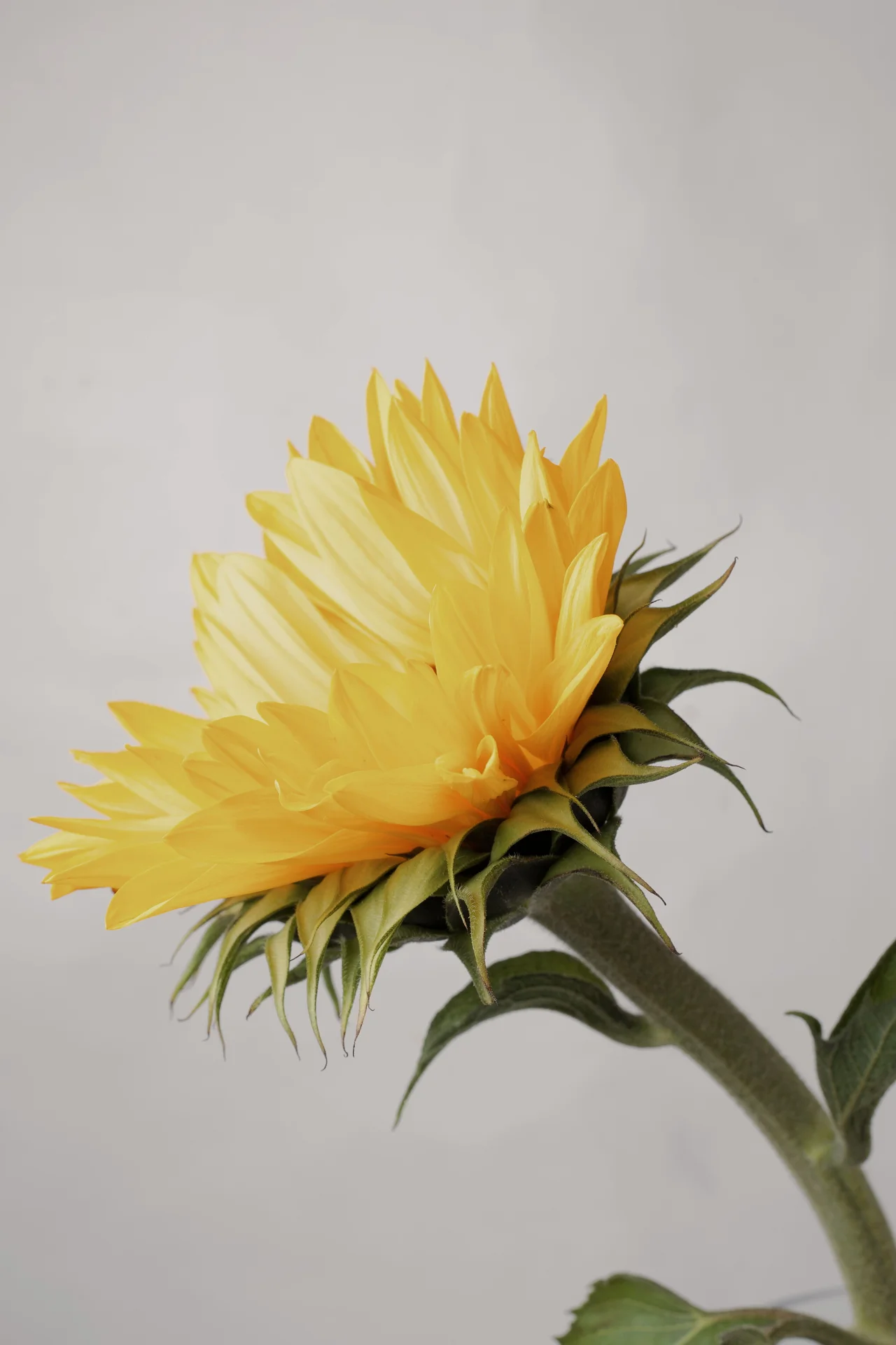 High quality Sun flower wallpaper by kaleef  lawal from Pexels