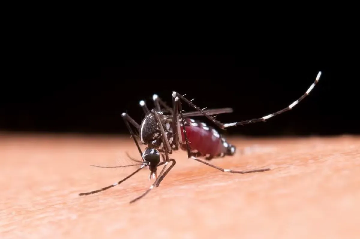 Aedes