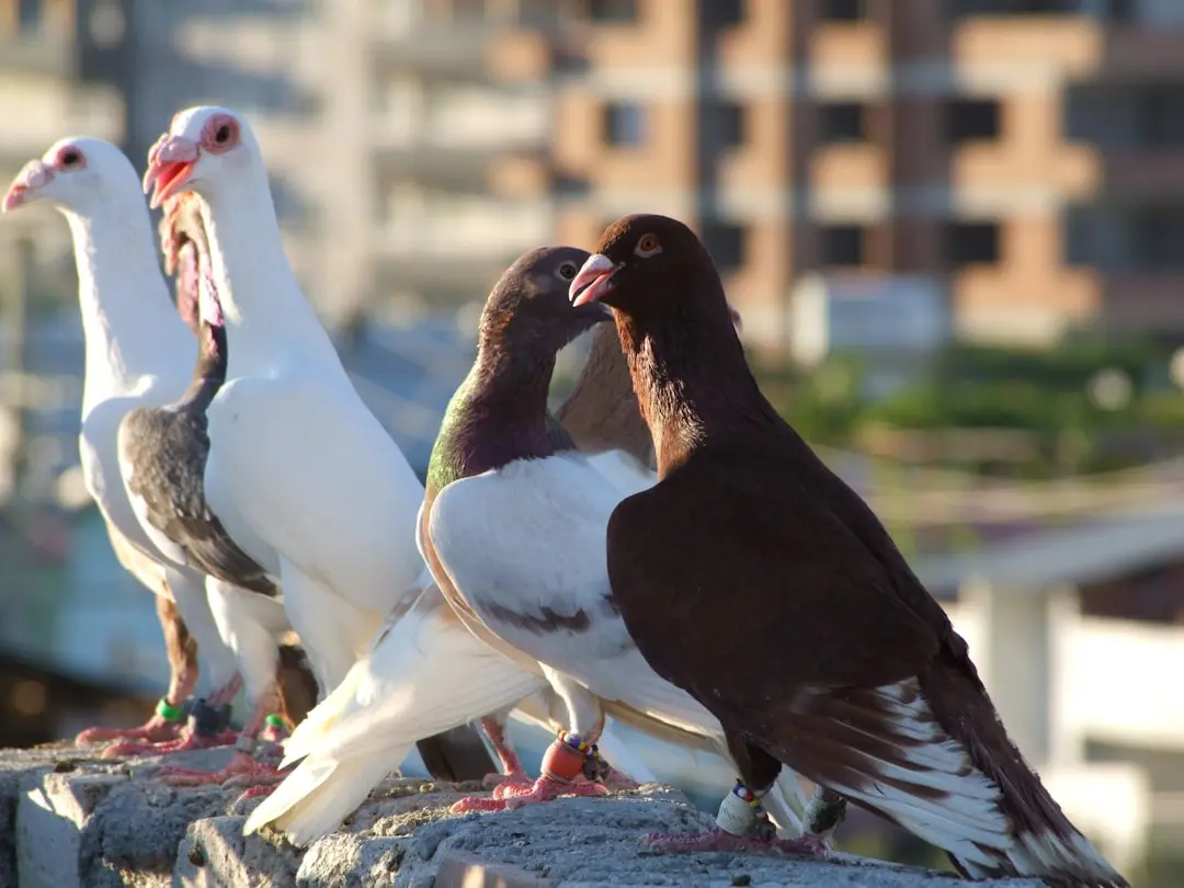 Pet Bird Mimics iPhone Ringtone